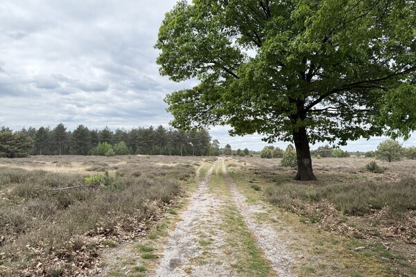 A natural patchwork