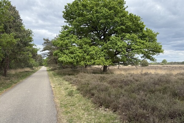 A natural patchwork
