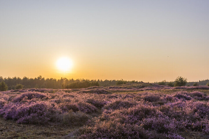 Hiking trail in the Sint Anthonis nature reserve