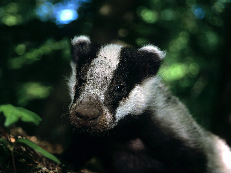 UNESCO-Biosphärenreservat  <br>Maasheggen im Land van Cuijk