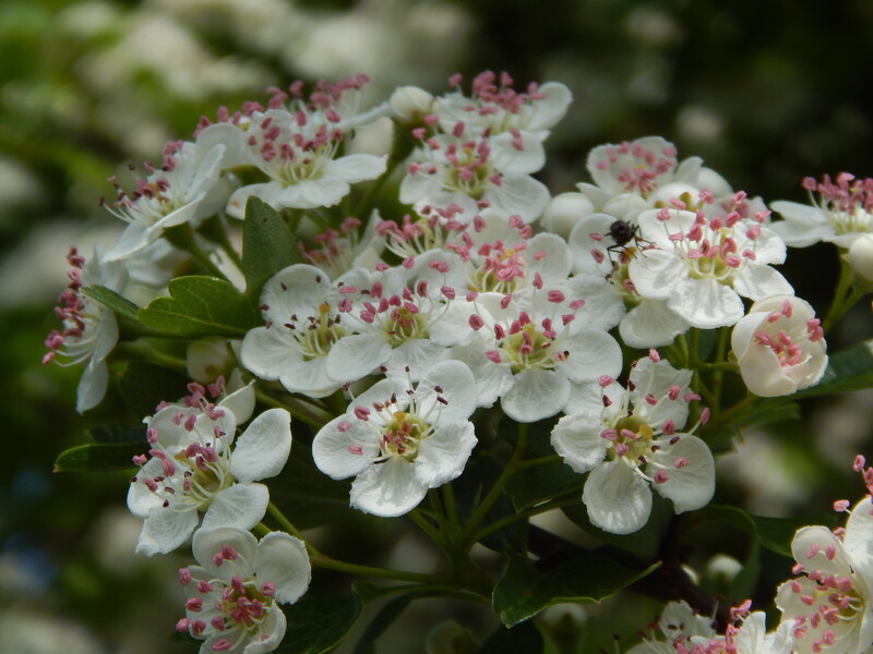 UNESCO-Biosphärenreservat  <br>Maasheggen im Land van Cuijk