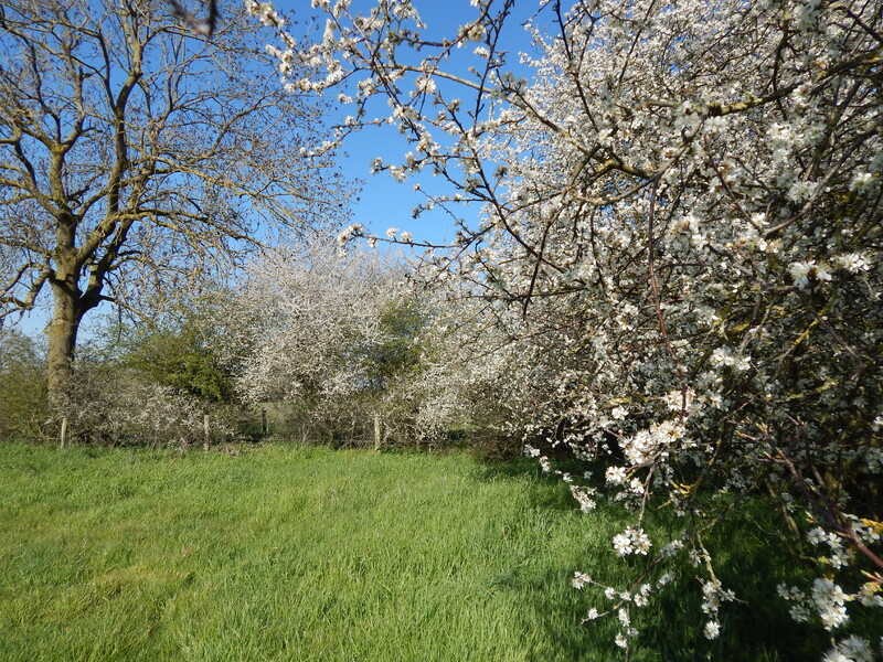 UNESCO-Biosphärenreservat  <br>Maasheggen im Land van Cuijk